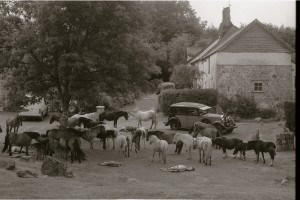 Wild horses and sleeping foals at Lettaford. Dartmoor, Devon 2010