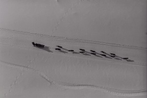 Rick Atkinson, british musher, Iditarod Dog race. Yukon River, Alaska, 1984
