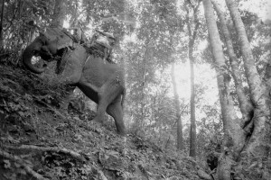 Journey on elephants near the River Mekong. Eastern Thailand, 1999