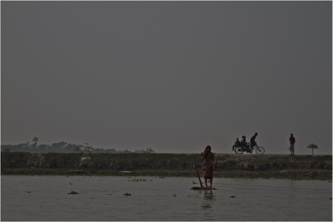 A flood barrier in the Sundarbans