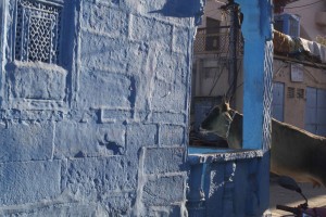 An urban cow in an indigo city.  There are dozens of stories why old Jodhpur is painted this amazing colour some of which are plausible.   The city is a dramatic sight in the early morning light of the Indian winter.