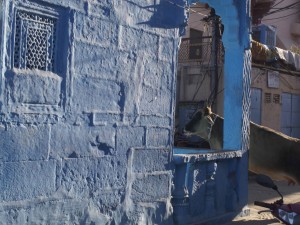 An urban cow in an indigo city.  There are dozens of stories why old Jodhpur is painted this amazing colour some of which are plausible.   The city is a dramatic sight in the early morning light of the Indian winter.